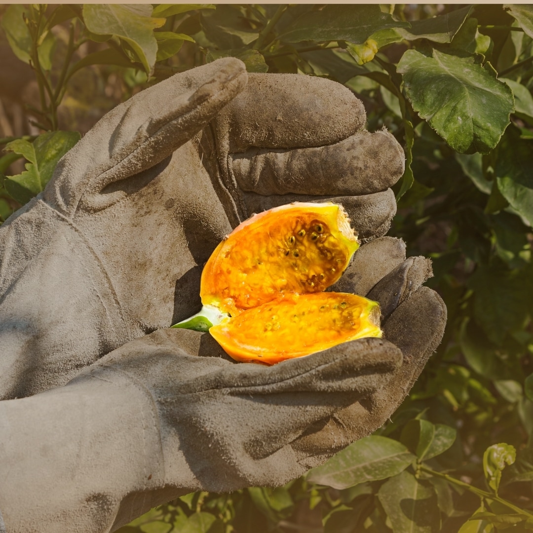 organic cosmetics